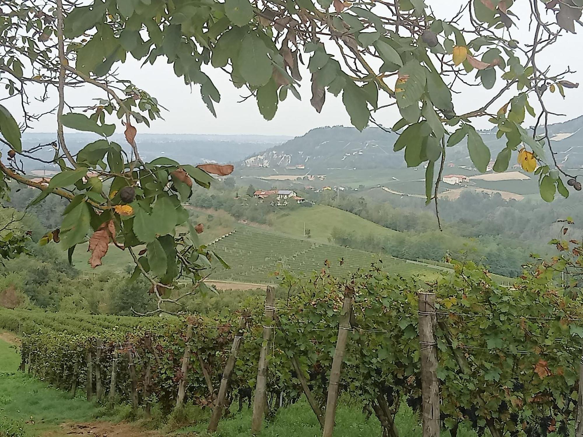 Agriturismo Bric Di Gai Monforte dʼAlba Eksteriør bilde