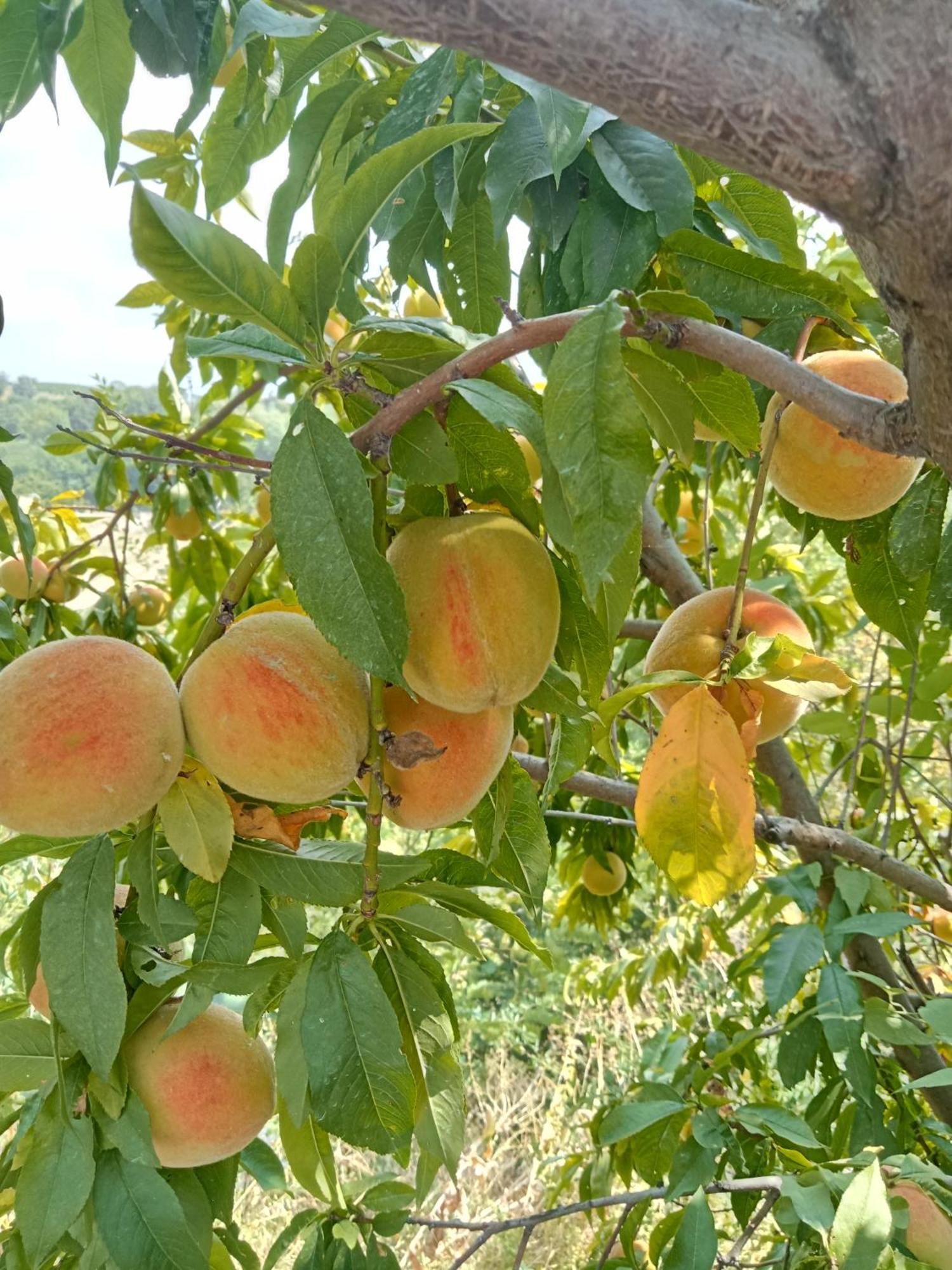 Agriturismo Bric Di Gai Monforte dʼAlba Eksteriør bilde